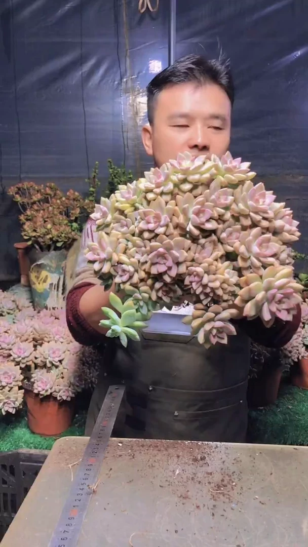 177淡雪缀化一物一拍