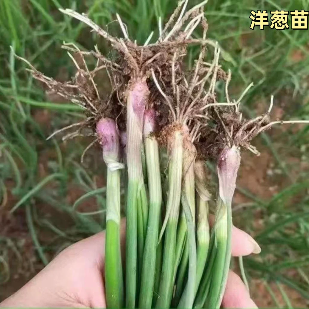 紫皮洋葱苗水果洋葱苗耐寒洋葱秧苗洋葱栽种阳台菜园种植秧苗