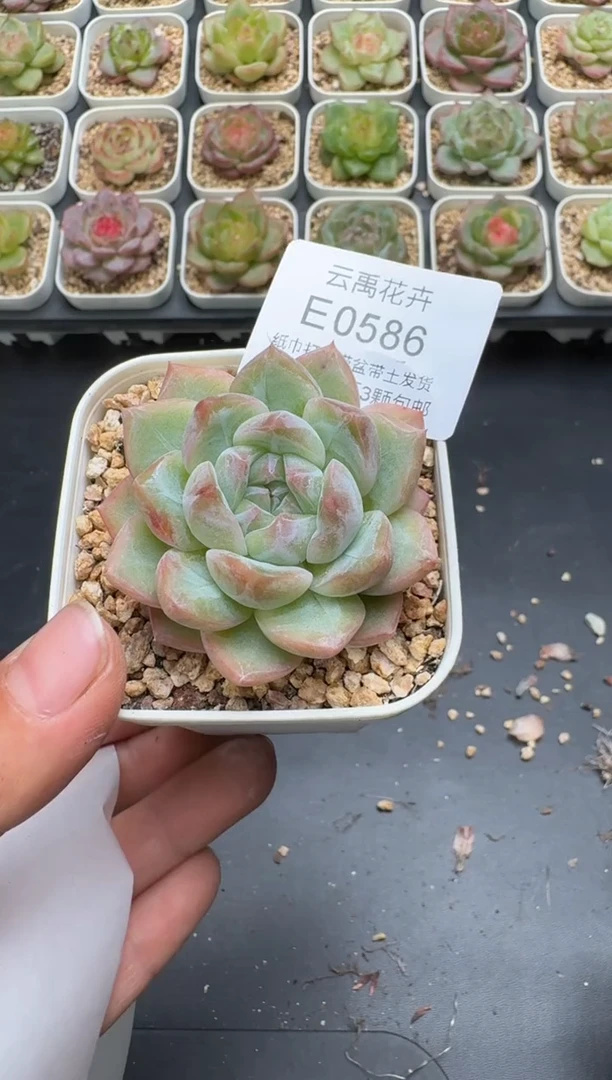 586E云禹多肉植物 带盆土纸巾打包 3颗包邮