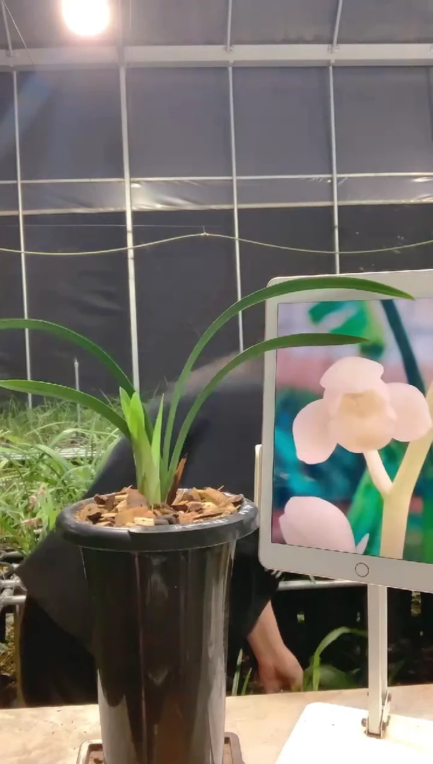 当前无花朵，栽培后可花朵贝*壳太白邀月