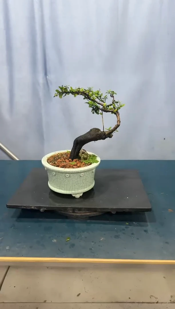 翠米茶翠米茶翠米茶翠米茶翠米茶