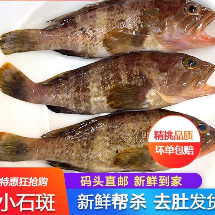 小石斑鱼阳江海鲜石斑宝宝辅食深海鱼炖汤鱼（约4~5条/斤）帮杀