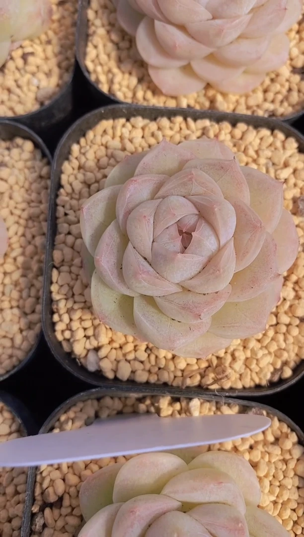 【闪购商品】A68-白蝴蝶（量拍）