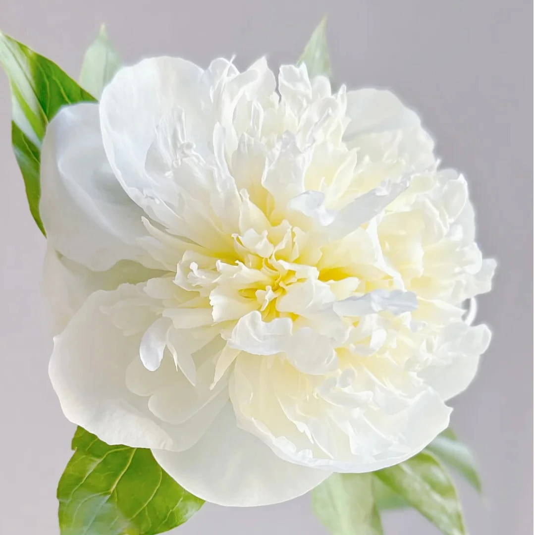 【公爵夫人优选】芍药苗白色小花型适合盆栽地栽花园 包对版包正版