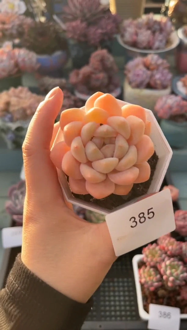 385单头个体多肉