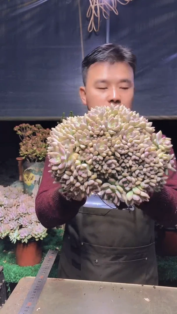 165淡雪缀化一物一拍
