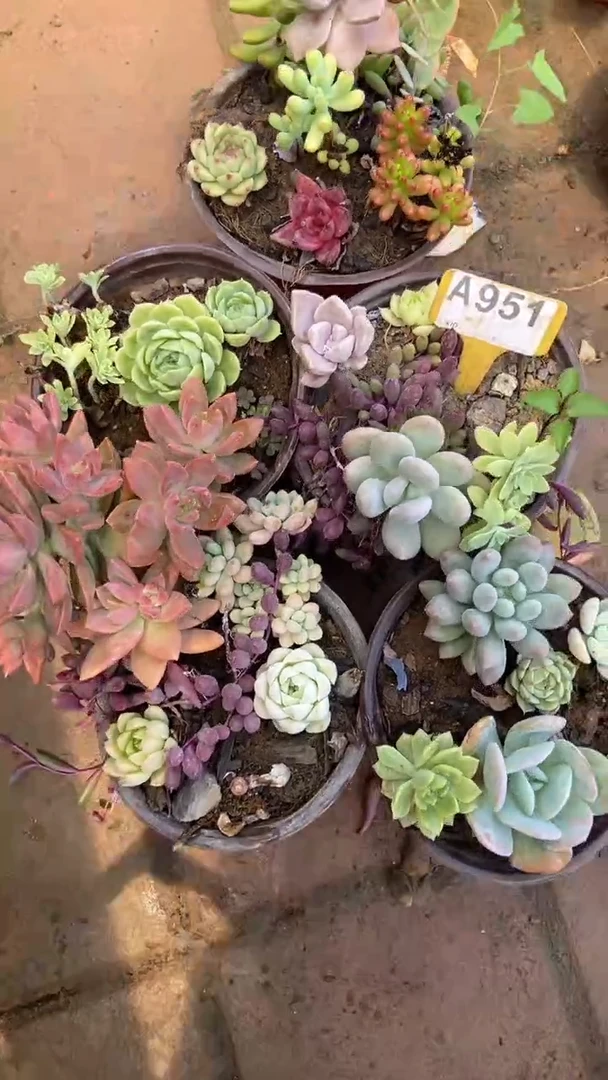 A951多肉组合默认脱土发货