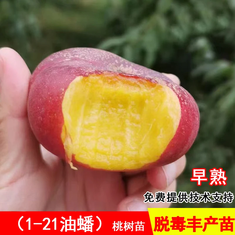 嫁接1-21油蟠桃树苗特大早熟脆甜黄肉桃苗北南方种当年结果果树苗