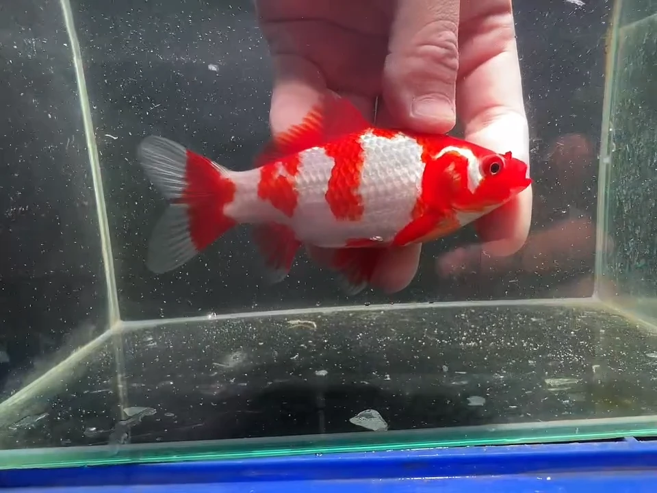 金鱼短尾草金专拍链接146