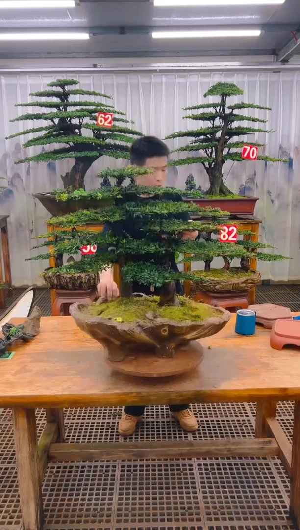 无花朵精品盆景直播间一物一拍