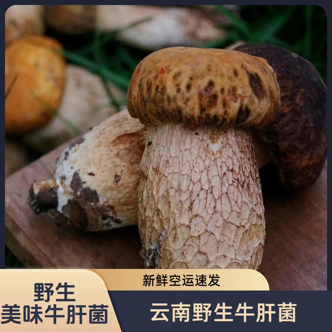 【老关甄选】云南新鲜野生美味牛肝菌鲜货现采先发 空运包邮食用菌