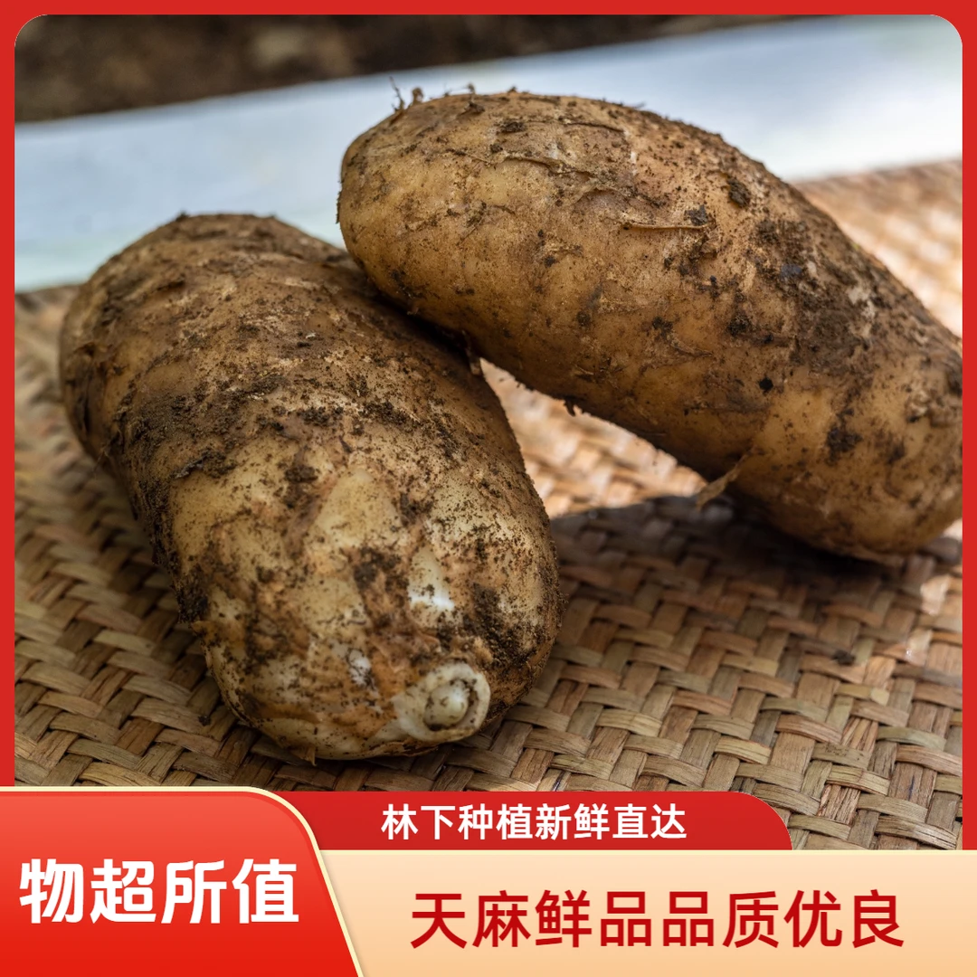 贵州天麻高山高海拔新鲜天麻高山林下仿野生种植品质优良