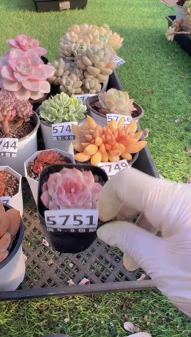 【闪购商品】信福多肉一物一拍