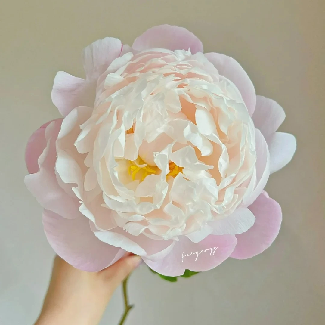 栀子芍药鲜切花牡丹软萌顺丰包邮
