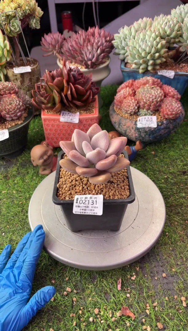 昆明印象多肉02131