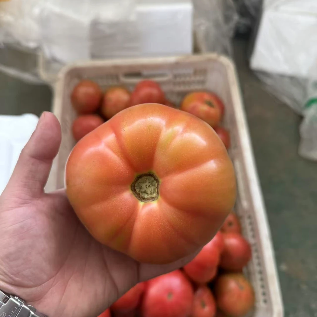老味西红柿菜5斤（现摘现发）新鲜老品种西红柿天津市