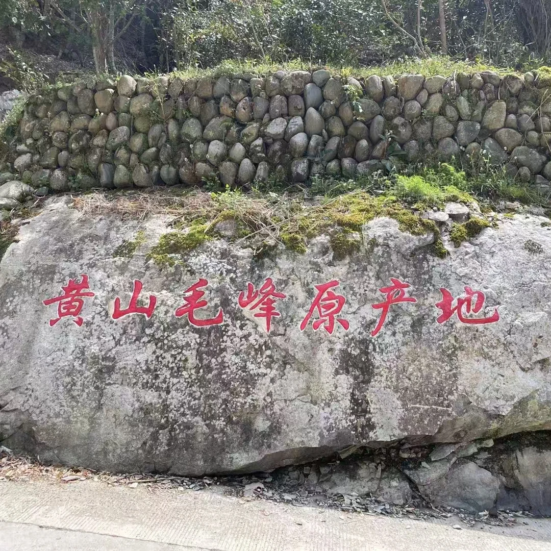 【4月4日富溪产区土种特级】黄山毛峰.核心产区源产地春茶