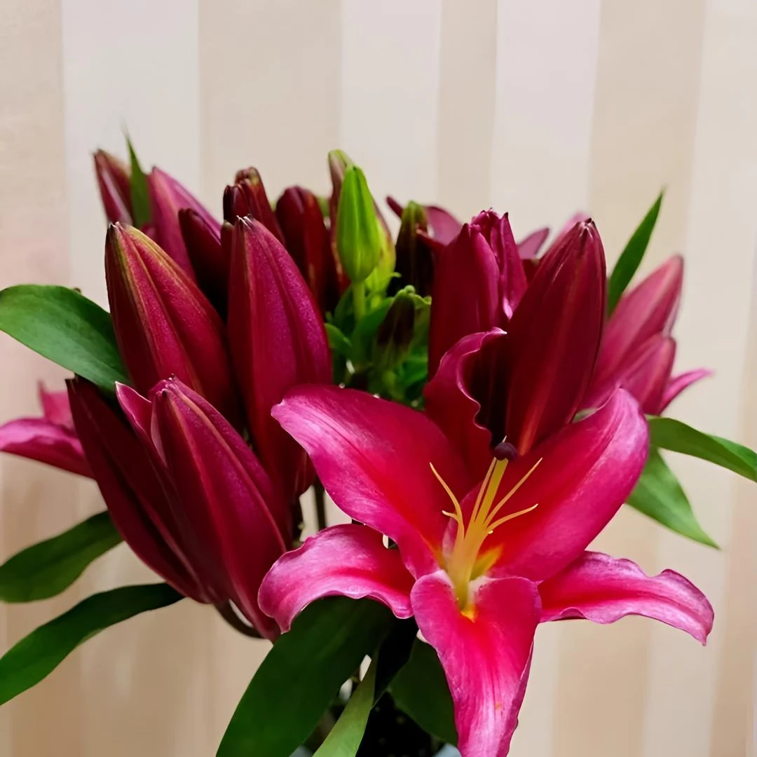 红色稀缺百合鲜切花[根据地区颜色会深浅}客厅办公室插花