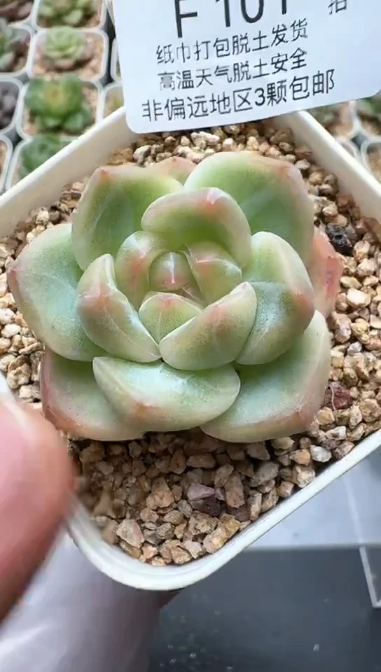 101F云禹多肉植物 默认脱土纸巾打包 3颗包邮