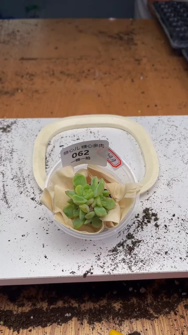 062多肉植物多肉植物