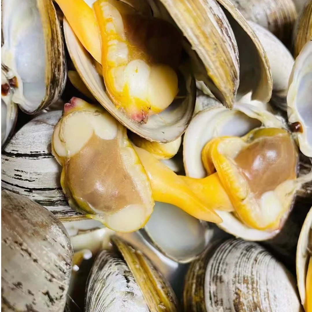 【海盛食品】丹东鲜活大黄蚬 鲜嫩多汁 鲜甜爽口