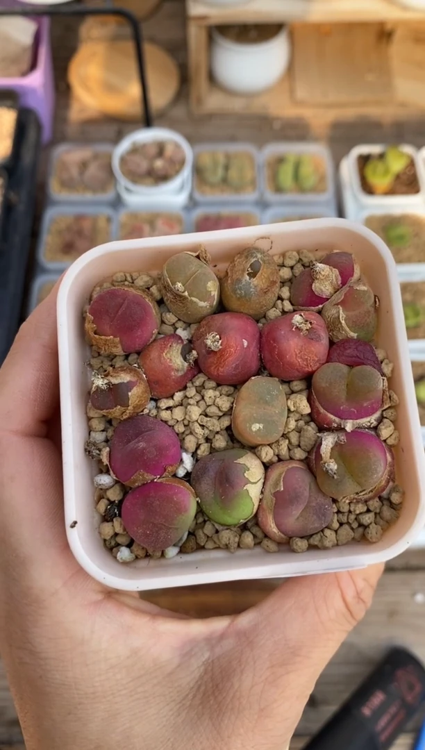 6927直播一物一拍