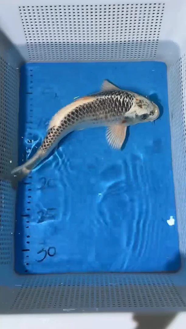 锦鲤拍开箱视频和爆氧视频包售后轻微开叉掉鳞可恢复介意勿拍