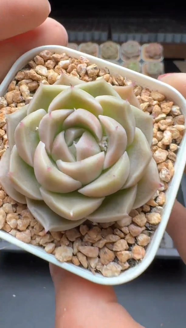 【闪购商品】730号一物一拍珍妮多肉花卉植物3颗起发