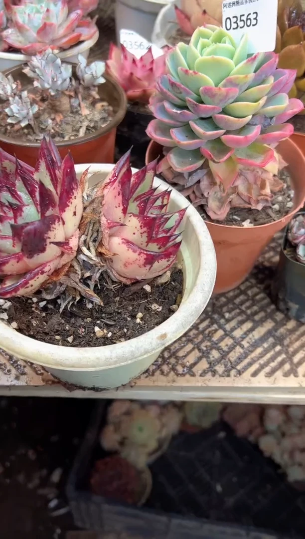 小*妈多肉植物一物一拍03565