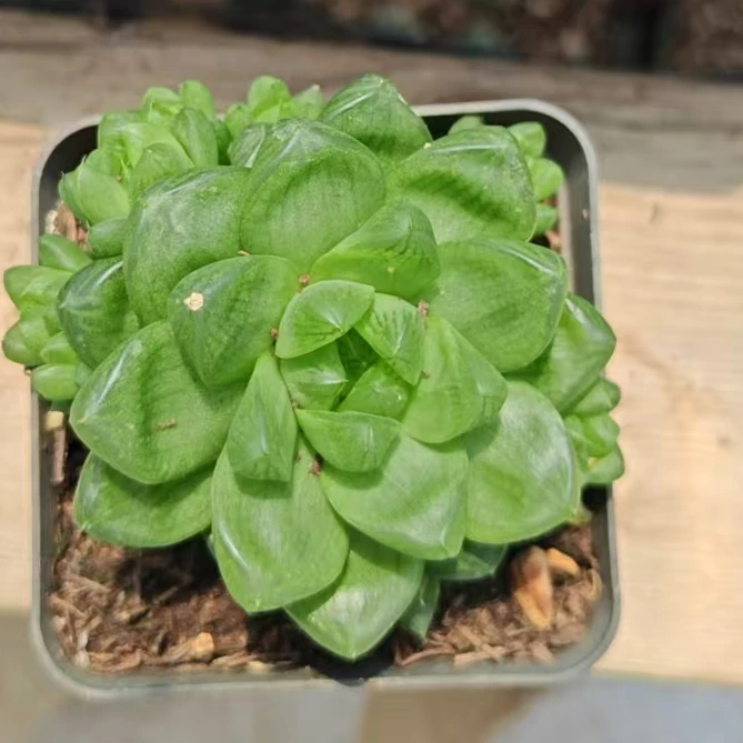 草玉露   脱土发货