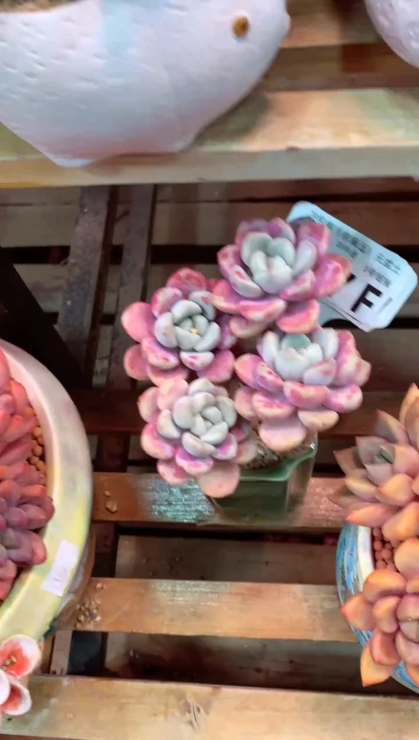 307F（一物一拍，精品多肉，w所见即所得 ）