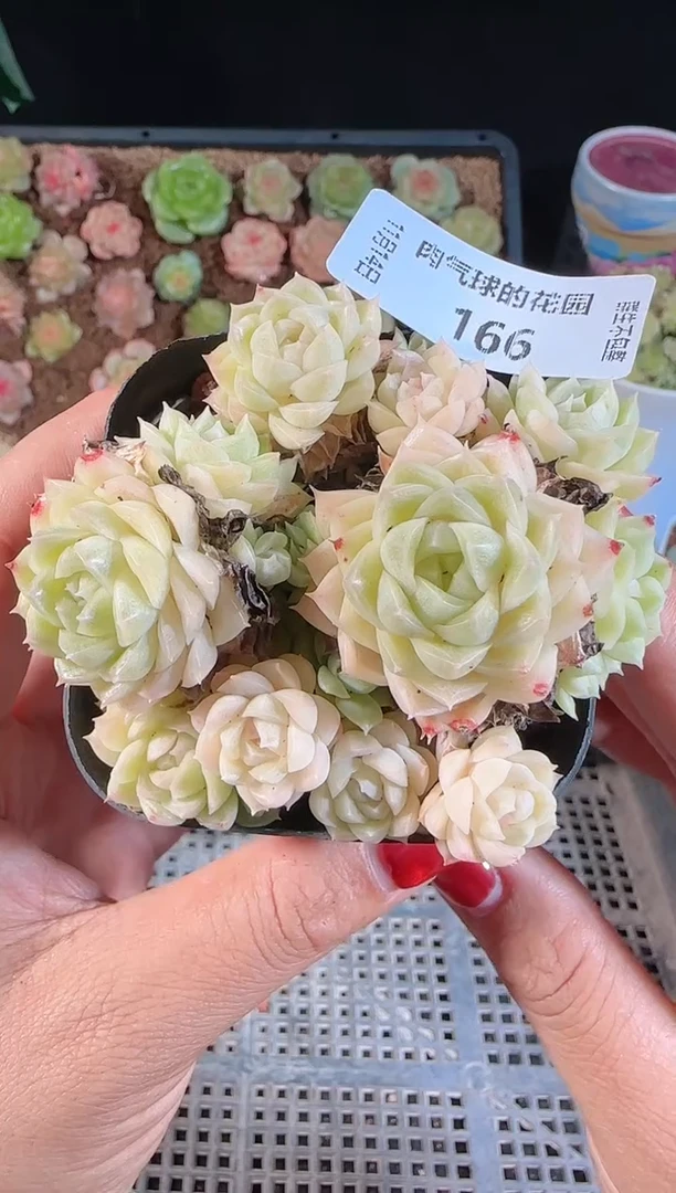 1114-166群生不包整