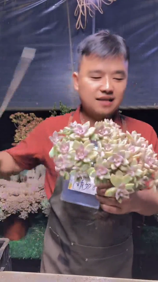 211淡雪缀化一物一拍