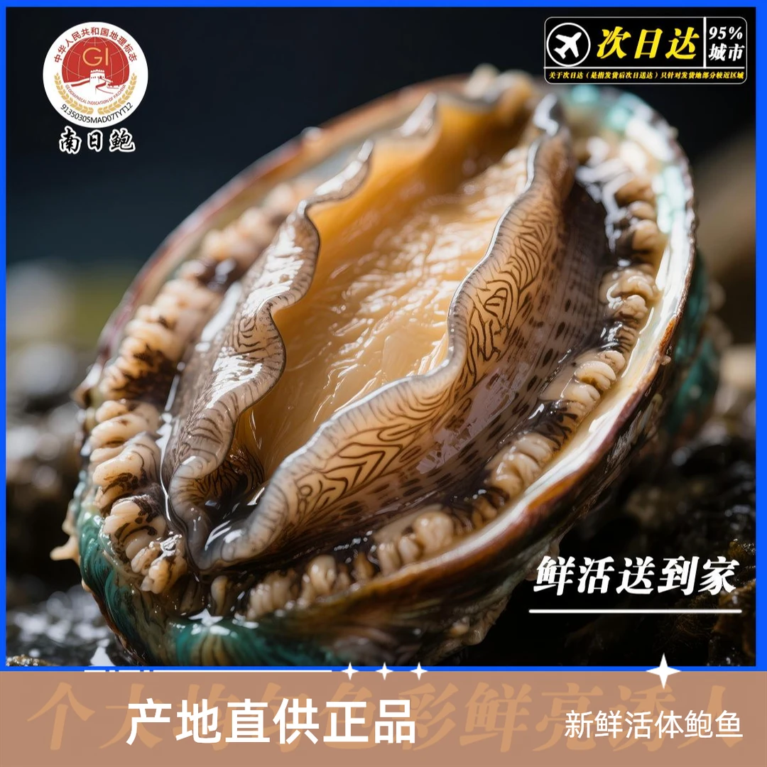 鲜活海鲜南日鲍南日岛鲍鱼深海本地土鲍【规格5头鲍】鲜活包邮发出