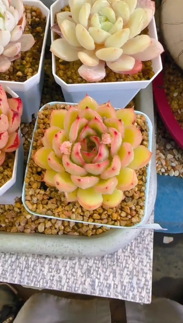 【闪购商品】喜—241—仙农（海洋之歌）