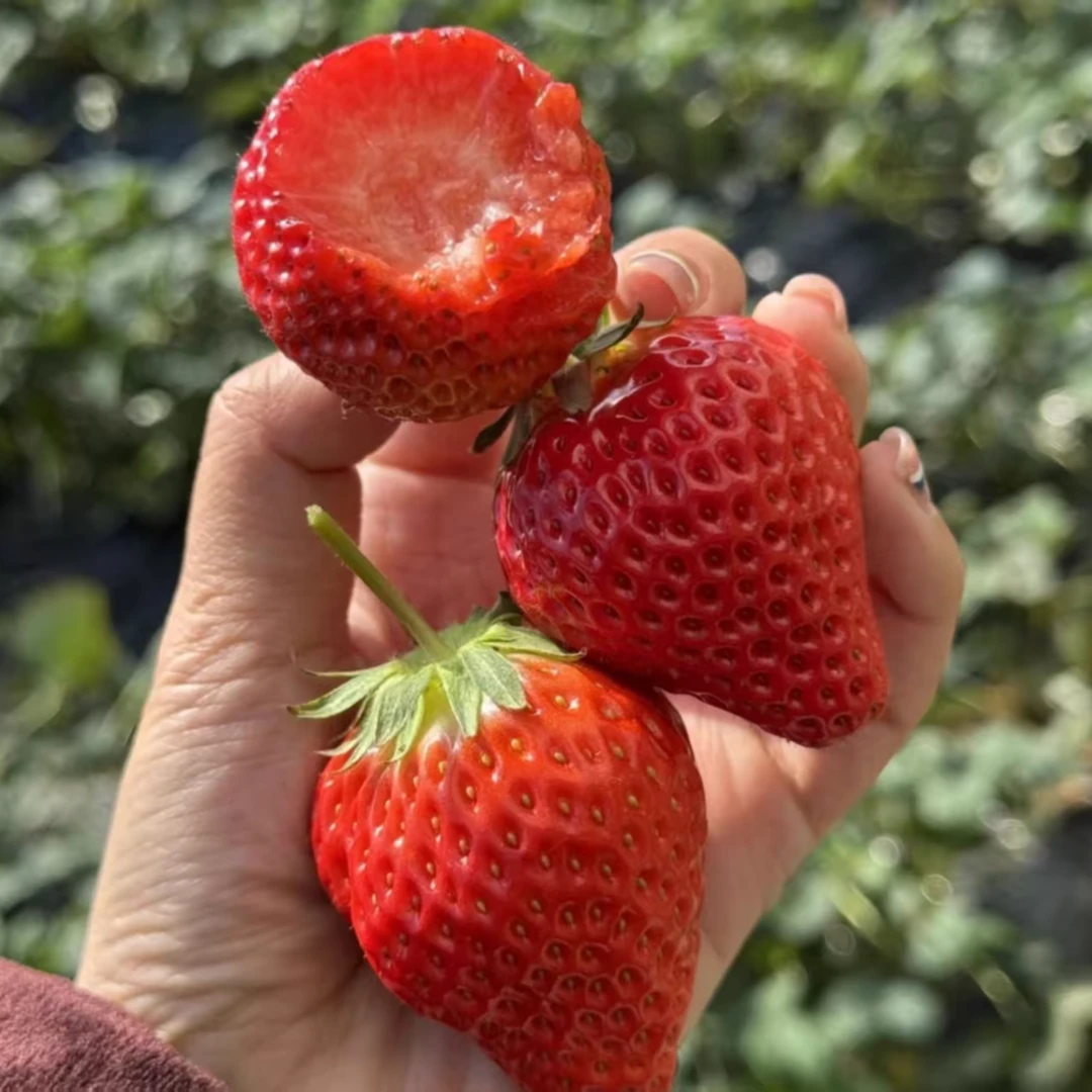 【买2斤送1斤】长丰红颜99草莓奶油草莓大扁果多倍体草莓顺丰京东包邮送货上门