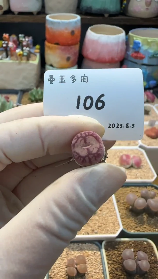 嘟**~25.8.5-106嘟恰恰