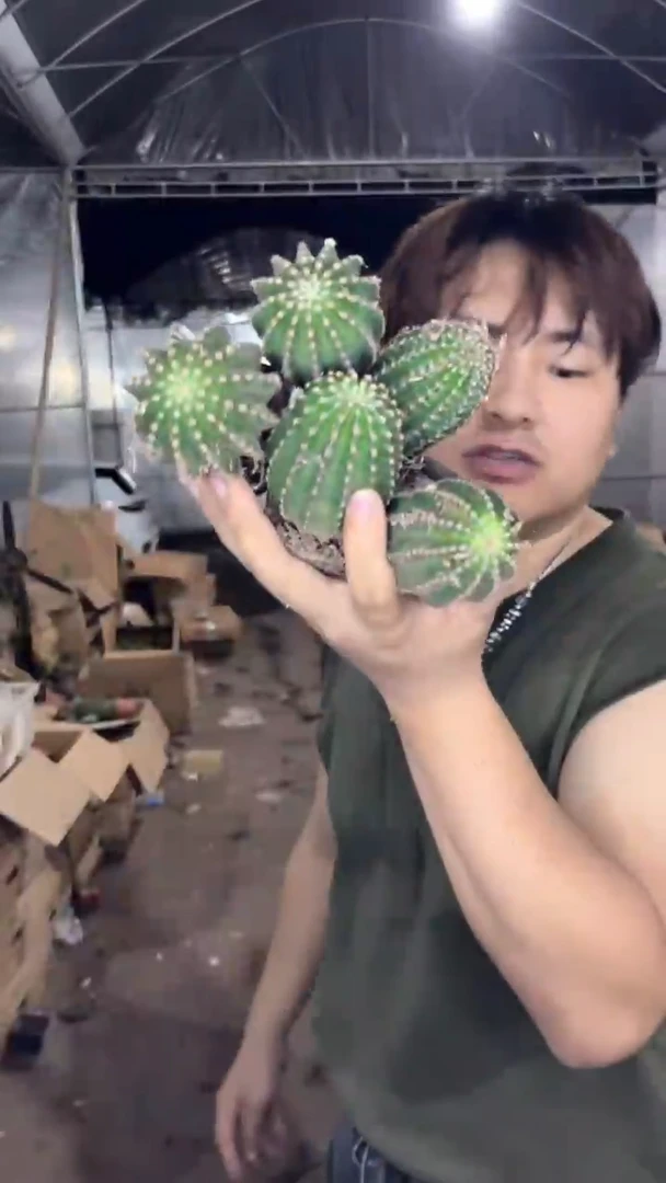 5颗 实生根 黑金刚