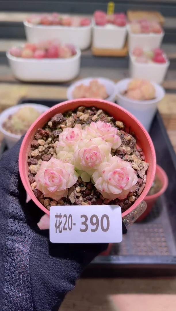 【闪购商品】20-390白天鹅