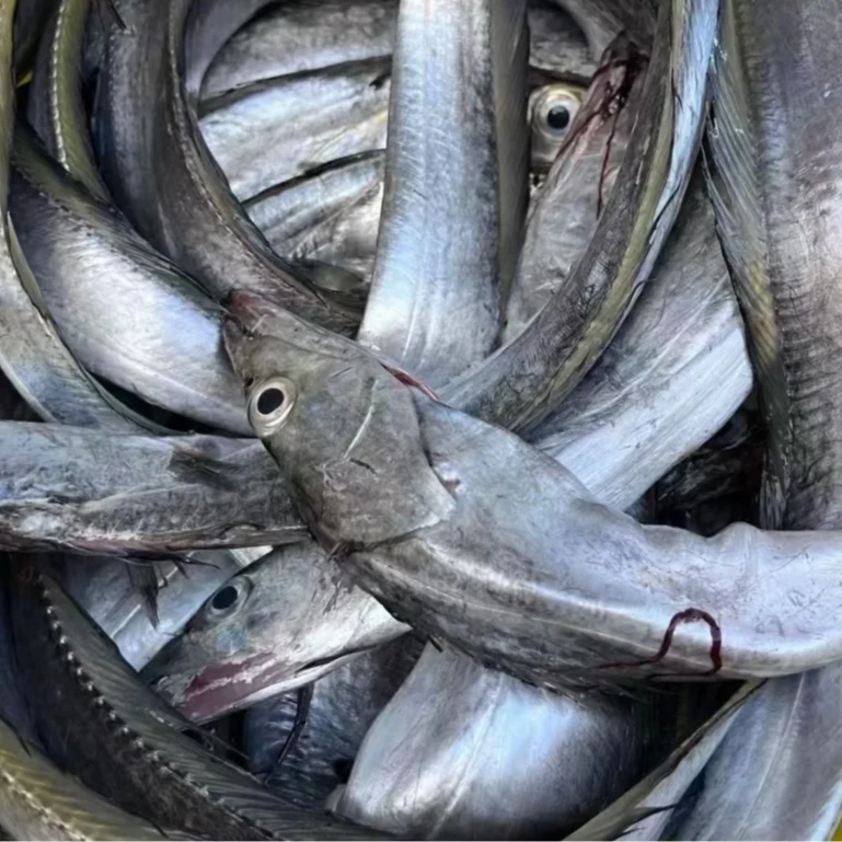 汕尾本港拖网带鱼