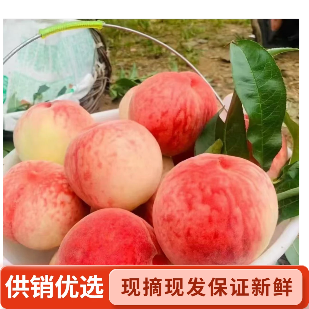 正宗北京【平谷离核脆毛桃】顺丰邮政随机脆甜 现摘现发孕妇水果