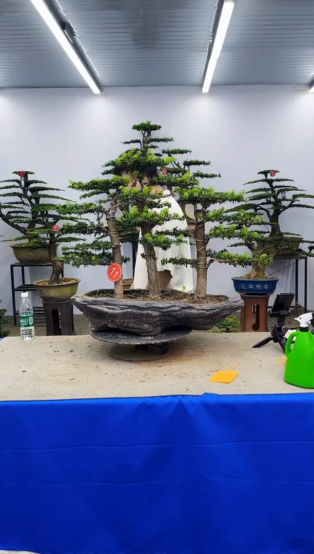 无花朵小*啊一物一拍，所见即所得