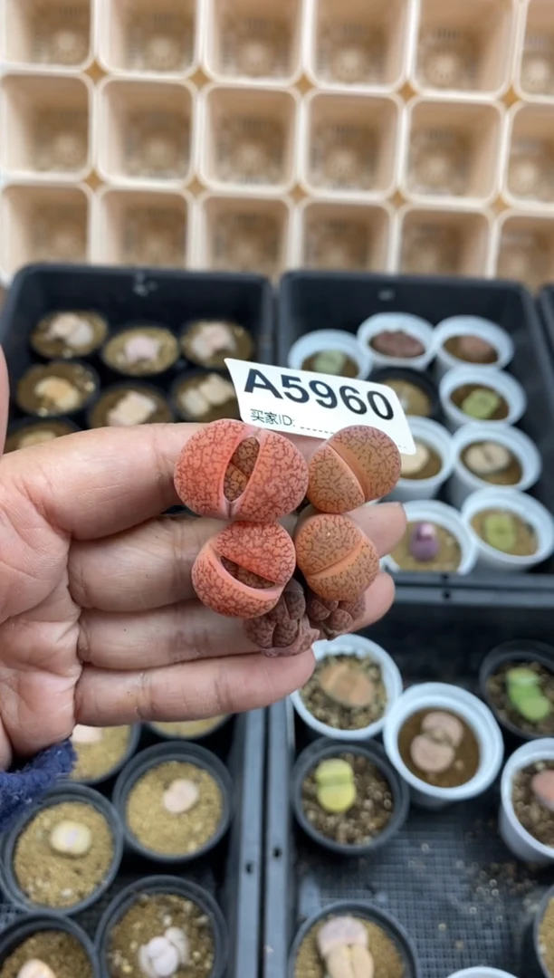 【闪购商品】5960直播一物一拍