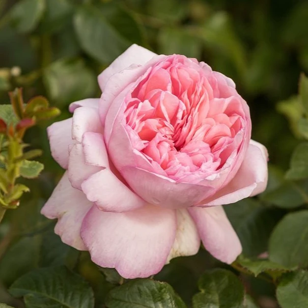 虹越月季“远古大陆”10L经典月季庭院花园爆花多季开花
