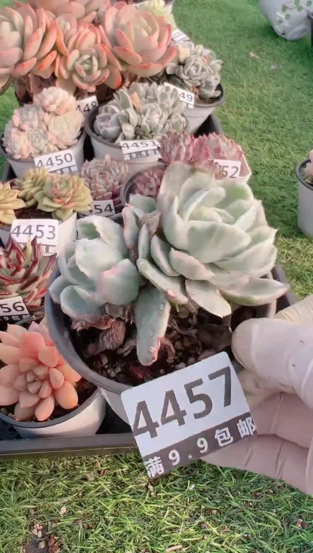 【闪购商品】信福多肉一物一拍