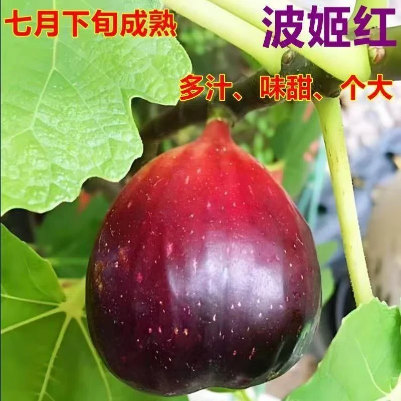 无花果苗特大果带土带叶无花果庭院树苗南北方种植