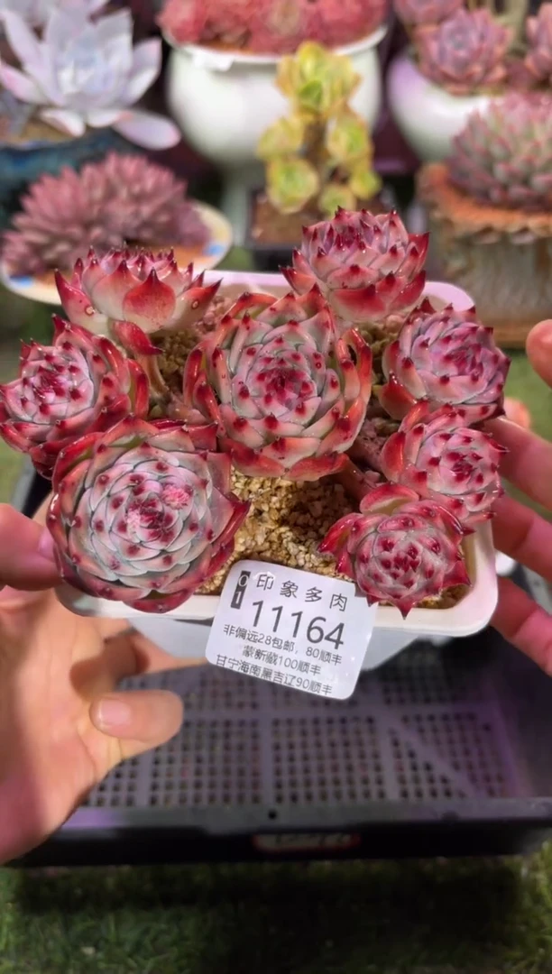 【闪购商品】11164