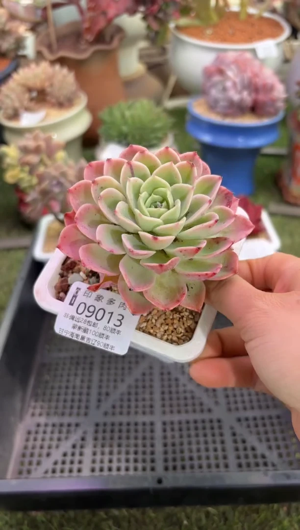 【闪购商品】09013