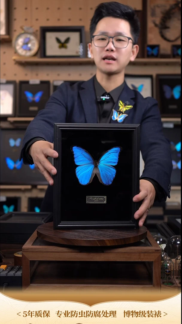 大蓝闪蝶黑绒底版10寸欧式框（带证书）