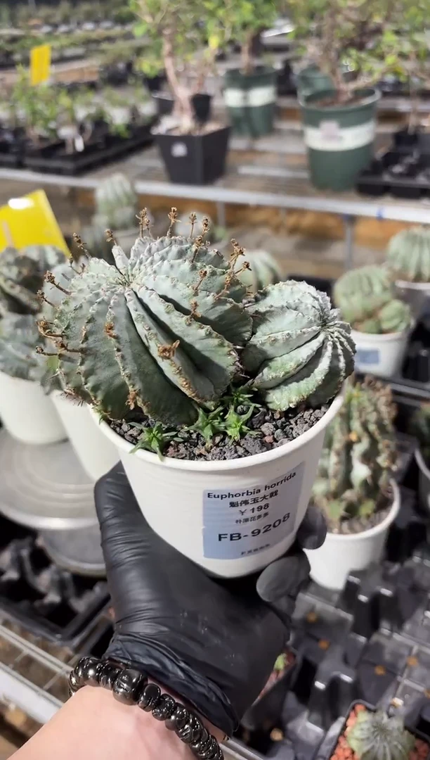 魁伟玉大戟FB-9208